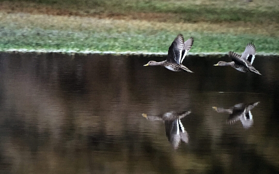 On The Nature Of Daylight