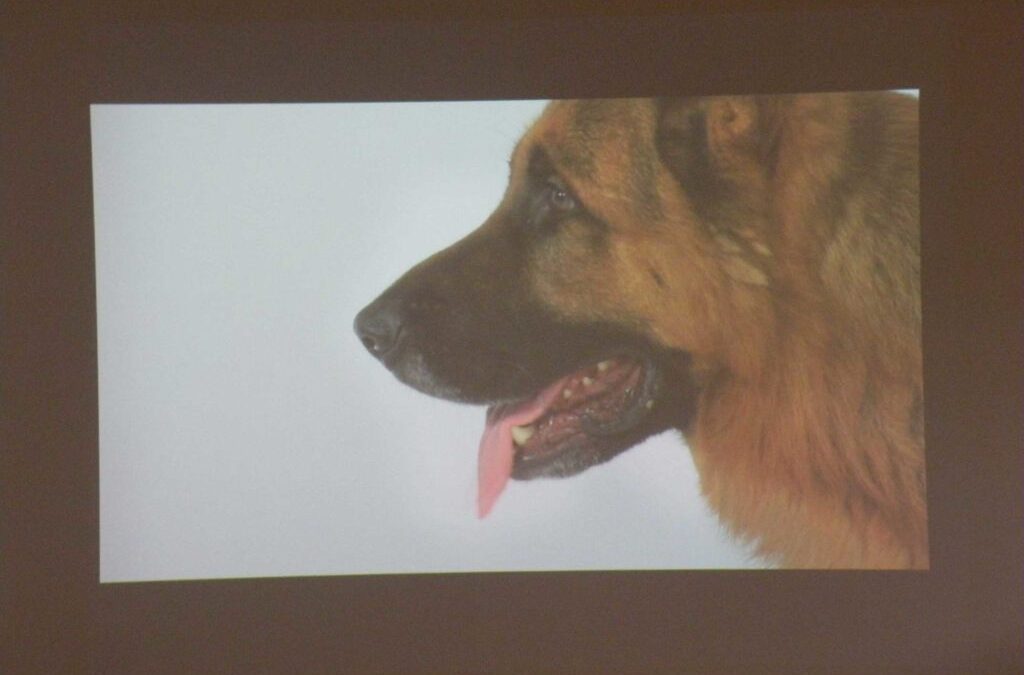 No se dice nunca lo mismo